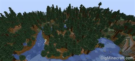 old growth spruce taiga.